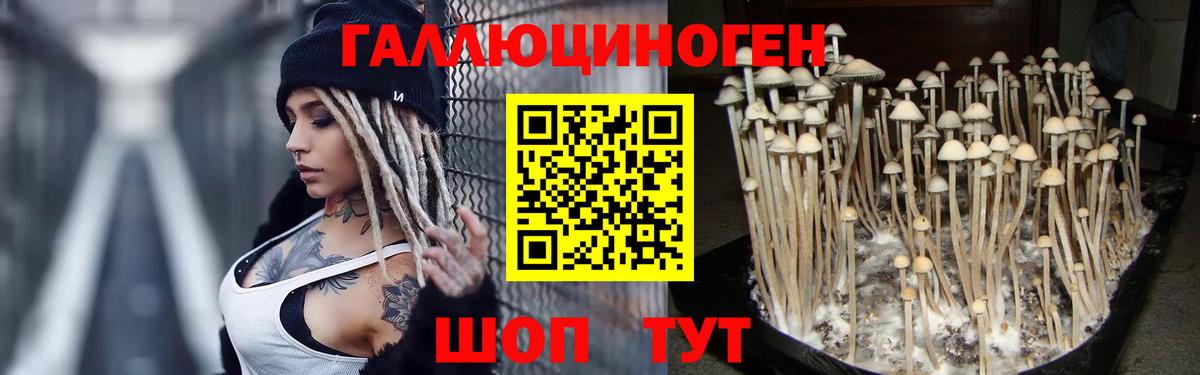магазин продажи наркотиков  Псилоцибиновые грибы GOLDEN TEACHER  Псилоцибиновые грибы Psilocybe  Вход с VPN  Тула 
